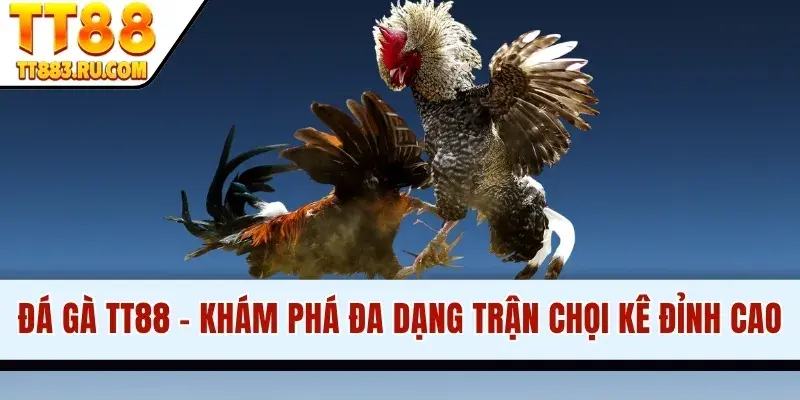Đá Gà TT88 - Khám Phá Đa Dạng Trận Chọi Kê Đỉnh Cao