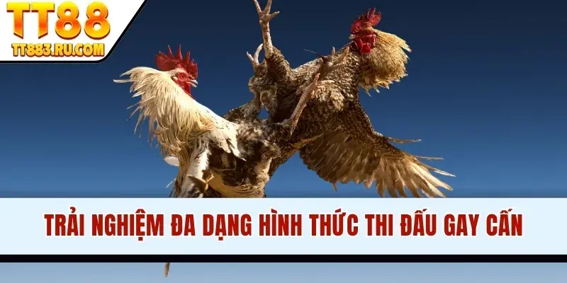 Trải nghiệm đa dạng hình thức thi đấu gay cấn